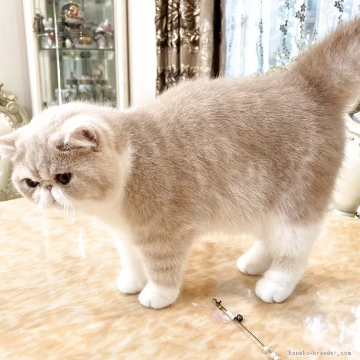 エキゾチックショートヘア【埼玉県・男の子・2025年5月5日・クリームタビーアンドホワイト】の写真1