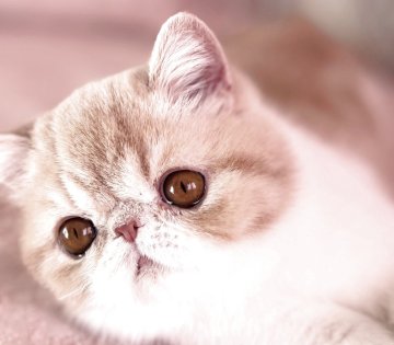 エキゾチックショートヘア【埼玉県・男の子・2025年8月15日・クリームタビーアンドホワイト】の写真「優しいお目目の男の子」