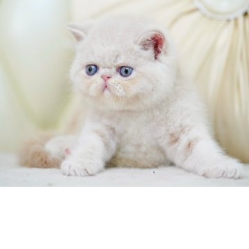 エキゾチックショートヘア【埼玉県・女の子・2025年6月8日・クリーム（ふわふわ）】の写真「がっちりボディな女の子」