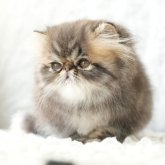 エキゾチックロングヘア