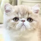 エキゾチックショートヘア