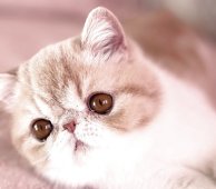 エキゾチックショートヘア