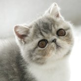 エキゾチックショートヘア