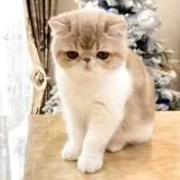 エキゾチックショートヘア【埼玉県・男の子・2025年8月15日・クリームタビーアンドホワイト】の写真1