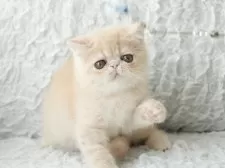 エキゾチックショートヘア【埼玉県・男の子・2025年6月8日・クリーム】の写真12