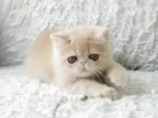 エキゾチックショートヘア【埼玉県・男の子・2025年6月8日・クリーム】の写真9