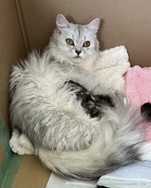 ママ猫のミヌエットちゃんです🐱💕｜中村　綾美(なかむら　あやみ)ブリーダー(福岡県・ミヌエットなど・ICC登録)の紹介写真2