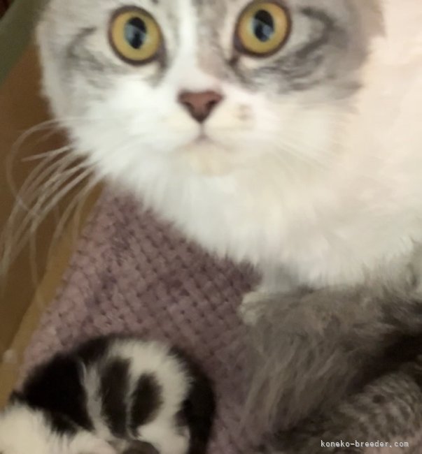 ママ猫のマンチカンちゃんです🐱💕｜中村　綾美(なかむら　あやみ)ブリーダー(福岡県・ミヌエットなど・ICC登録)の紹介写真3