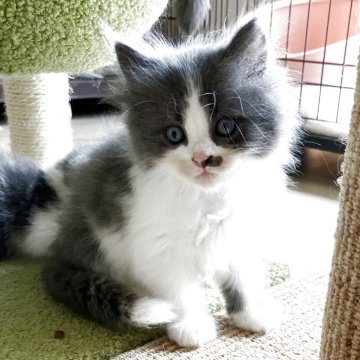 マンチカン(長足)【福岡県・男の子・2025年7月1日・ブルー&ホワイト（長毛）】の写真「モフモフ毛質の元気な男の子♪」