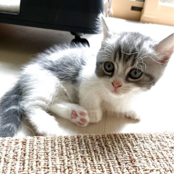 マンチカン(短足)【福岡県・男の子・2025年7月1日・ブルータビー&ホワイト】の写真「綺麗な柄の甘えん坊なボクです♪」