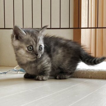 ミヌエット(短足)【福岡県・女の子・2025年6月22日・ブルースモークパッチドタビー】の写真「甘えん坊な可愛い短足さん♪」