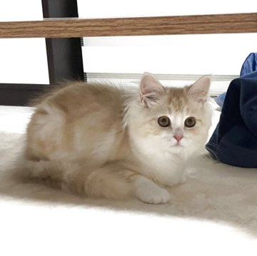 マンチカン(長足)【福岡県・女の子・2023年12月5日・クリームタビー&ホワイト（長毛）】の写真「クリームタビーの美人さんです。」