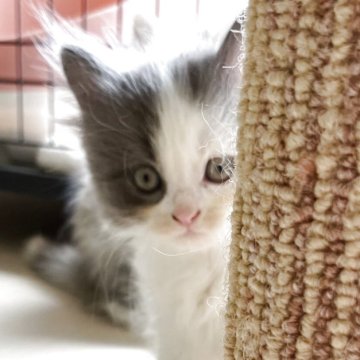 マンチカン(長足)【福岡県・男の子・2025年7月1日・ブルー&ホワイト（長毛）】の写真「元気いっぱい🐱💕」