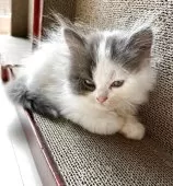 マンチカン(長足)【福岡県・男の子・2025年7月1日・ブルー&ホワイト】の写真3「ねむねむzzz」