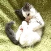 マンチカン(長足)【福岡県・男の子・2025年7月1日・ブルー&ホワイト】の写真4「コロン♪」