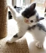 マンチカン(長足)【福岡県・男の子・2025年7月1日・ブルー&ホワイト】の写真5「爪とぎが出来るようになりました🐱💕僕の成長を見守ってください👼💕」