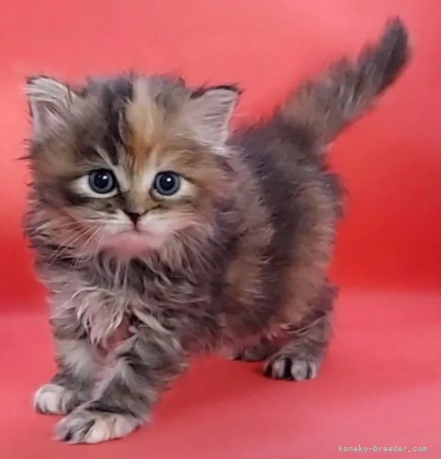すず 様のお迎えした子猫