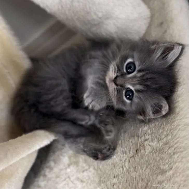 ID：2306-01779の子猫