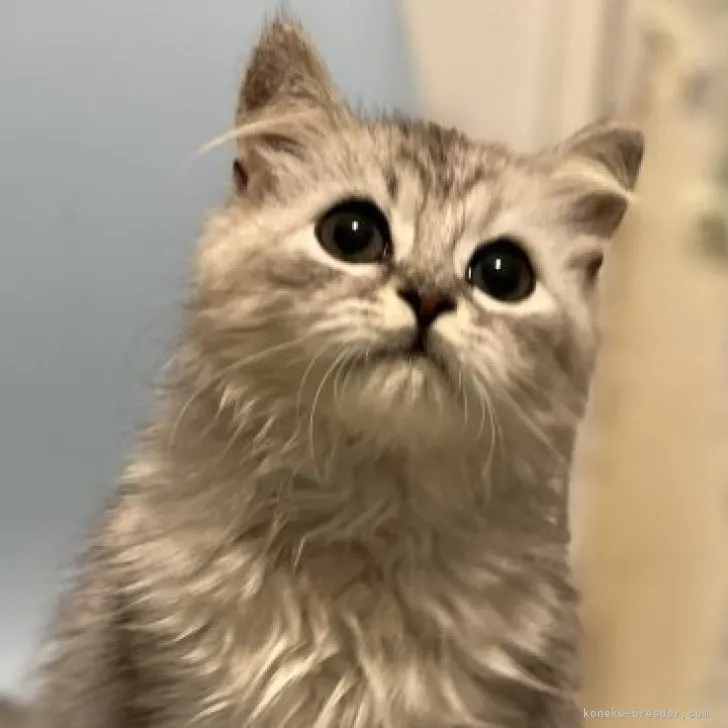 ID：2306-01757の子猫