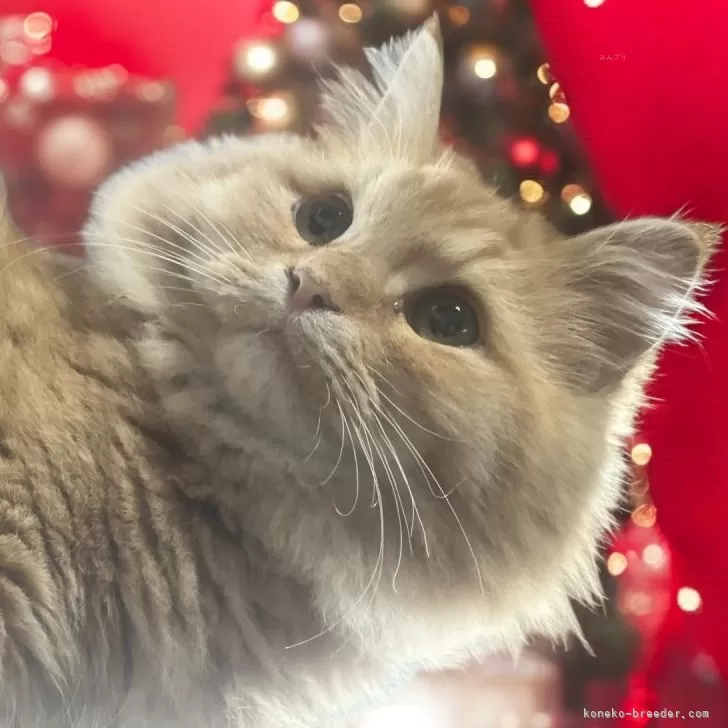 ID：2411-01887の子猫