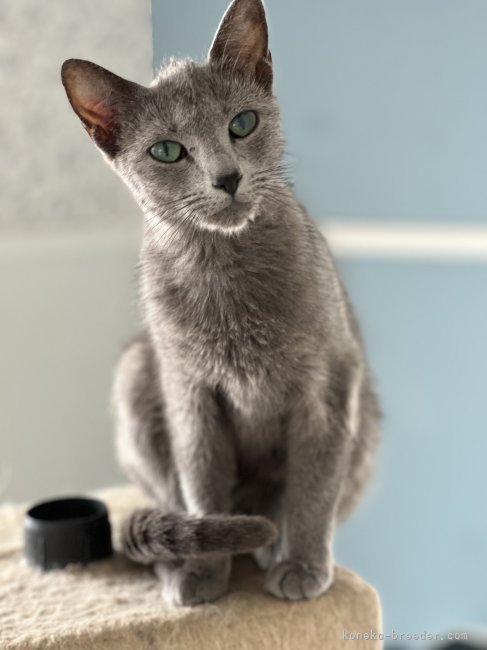 ロシアンブルー【・女の子・2021年6月6日・ブルー】