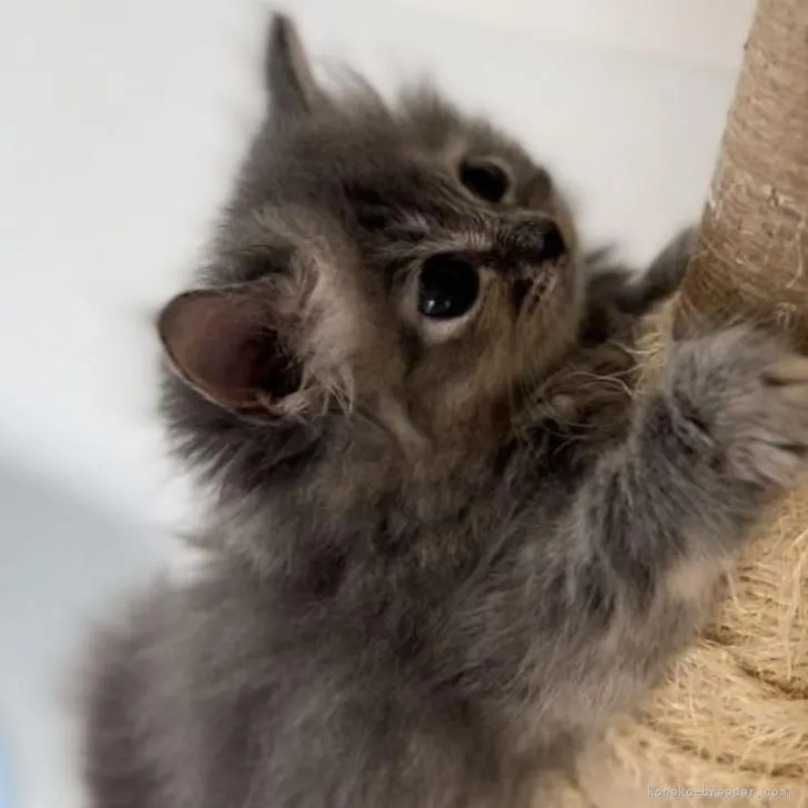 ID：2208-01966の子猫