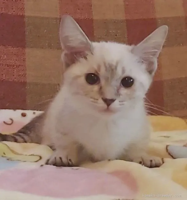 ID：2107-02018の子猫