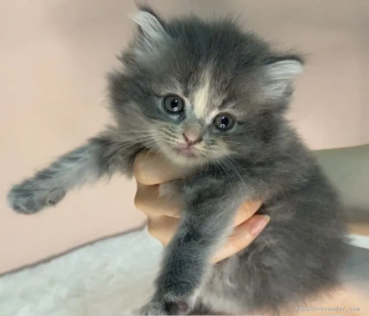 Kiyo 様のお迎えした子猫