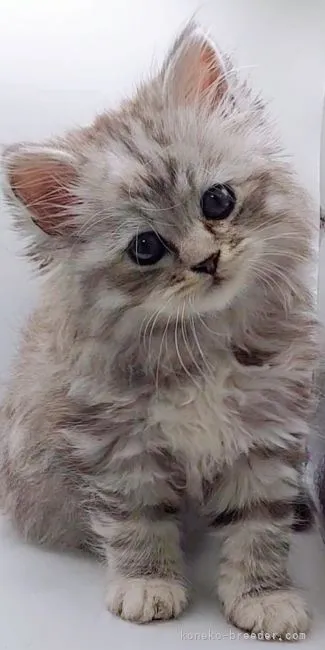 千秋 様のお迎えした子猫