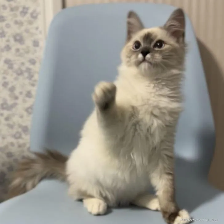 ID：2211-02525の子猫