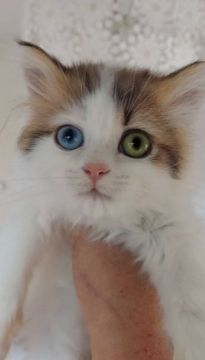 ラガマフィン【埼玉県・女の子・2021年11月26日・三毛猫（長毛）】の写真「三毛猫のオッドアイです😍
耳は聞こえます。」