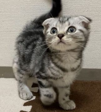 スコティッシュフォールド(折れ耳)【埼玉県・男の子・2021年4月9日・シルバークラシックタビー（短毛）】の写真「きれいなアメリカンショートヘアーの耳折れ人間大好き」