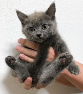 ブリティッシュショートヘア【埼玉県・男の子・2021年4月13日・ブルー】の写真「まるでモデル猫ちゃんのようなお顔の温厚ボーイ🌟」