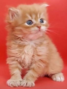 サイベリアン【埼玉県・女の子・2021年7月7日・レッドマカレルタビーホワイト（トリプルコート）】の写真「まん丸モフモフちゃん🐱💕」