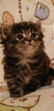 サイベリアン【埼玉県・男の子・2021年3月7日・シルバータビー（トリプルコート）】の写真「可愛い🐱💕綺麗なシルバータビーに変わりました。」