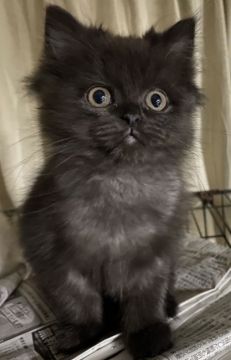 ペルシャ【埼玉県・男の子・2021年10月10日・ブラック（長毛）】の写真「真っ黒ふわふわにまん丸なお目目
元気なお利口さん」