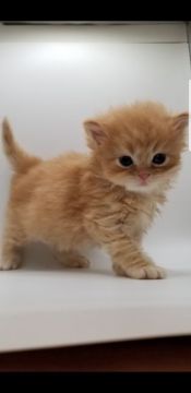 サイベリアン【埼玉県・男の子・2021年3月7日・クリーム（トリプルコート）】の写真「一番大きく産まれた元気いっぱいの男の子で甘えん坊」