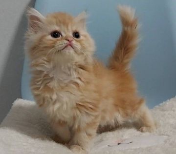 ラガマフィン【埼玉県・女の子・2021年12月4日・レッドタビー（長毛　）】の写真「とっても穏やかな甘えん坊
憎めない可愛いお顔💕」