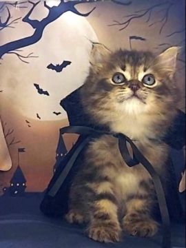 サイベリアン【埼玉県・男の子・2021年7月7日・ブラウンタビー（トリプルコート）】の写真「サイベリアン1番人気カラー🌟」