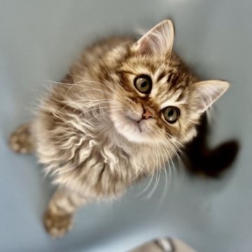 サイベリアン【埼玉県・男の子・2022年11月30日・ブラウンタビー（トリプルコート）】の写真「1番人気のブラウンタビー毛量多く完璧です。」