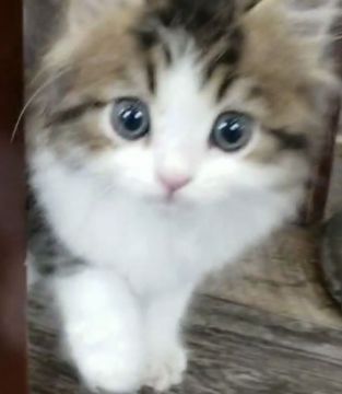 ラガマフィン【埼玉県・男の子・2021年4月3日・ブラウンタビー&ホワイト】の写真「まん丸お目目にもふもふ　おっとり系男子」