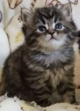 サイベリアン【埼玉県・男の子・2021年3月7日・シルバータビー（トリプルコート）】の写真「黒から綺麗なシルバータビーに変身中
遅めデビュー」