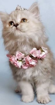 スコティッシュフォールド(立ち耳)【埼玉県・女の子・2021年8月14日・シルバーパッチドタビー&ホワイト】の写真「甘えん坊の美人」