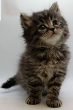 サイベリアン【埼玉県・男の子・2021年3月7日・ブラウンタビー（トリプルコート）】の写真「サイベリアン一番人気のブラウンタビーの元気な男の子」