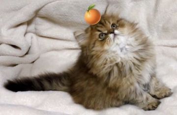 マンチカン(長足)【埼玉県・男の子・2021年10月30日・ブラウンタビー】の写真「ふわっふわもっこもこ」