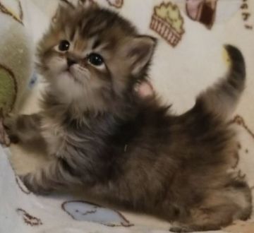 サイベリアン【埼玉県・女の子・2021年3月7日・ブラウンタビー（トリプルコート）】の写真「パパの素晴らしい毛量とママのまん丸お目目そっくり」