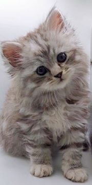 サイベリアン【埼玉県・女の子・2021年10月18日・シルバータビー（トリプルコート）】の写真「とっても綺麗なシルバータビー大人の姿が楽しみです」