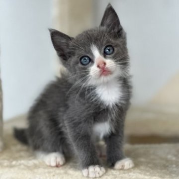 ロシアンブルー✖️ラグドール【埼玉県・女の子・2023年5月8日・ブルー（短毛）】の写真「ママ似の良い子　凄く穏やかで懐っこい💕」