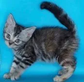 アメリカンショートヘア【埼玉県・女の子・2021年4月30日・シルバーパッチドタビー】の写真3「反対側も😊」