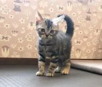 アメリカンショートヘア【埼玉県・女の子・2021年4月30日・シルバーパッチドタビー】の写真4「決めポーズもおじょうずちゃん🥰」